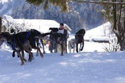 Lenk 2013